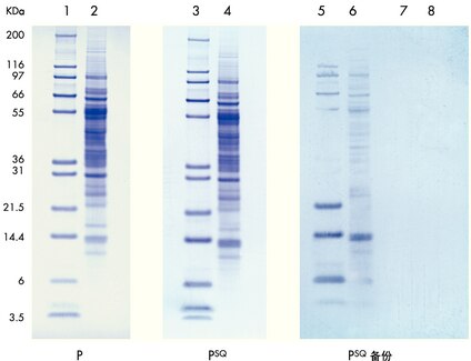 分子量标准（条带 1、3、5、7）和小牛肝裂解液（条带 2、4、6、8）转印至 Immobilon-P 或 Immobilon-P<sup>SQ</sup> 膜。 在主膜之后放置了一片 Immobilon-P<sup>SQ</sup> 来捕获通过（Immobilon-P 之后的条带 5 和 6；Immobilon-P<sup>SQ</sup> 之后的条带 7 和 8）的蛋白质。